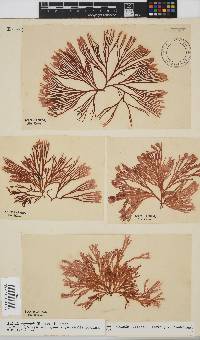 Scinaia capensis image