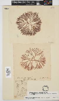 Scinaia capensis image