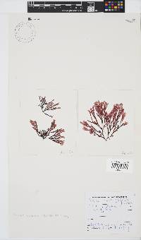 Scinaia capensis image