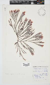 Scinaia capensis image