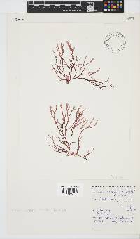 Scinaia capensis image