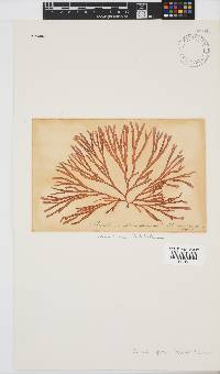 Scinaia capensis image