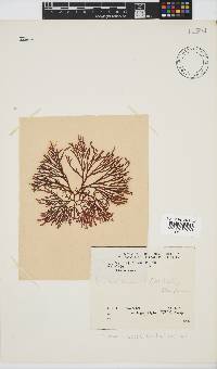 Scinaia capensis image
