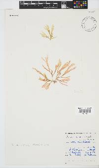 Scinaia capensis image