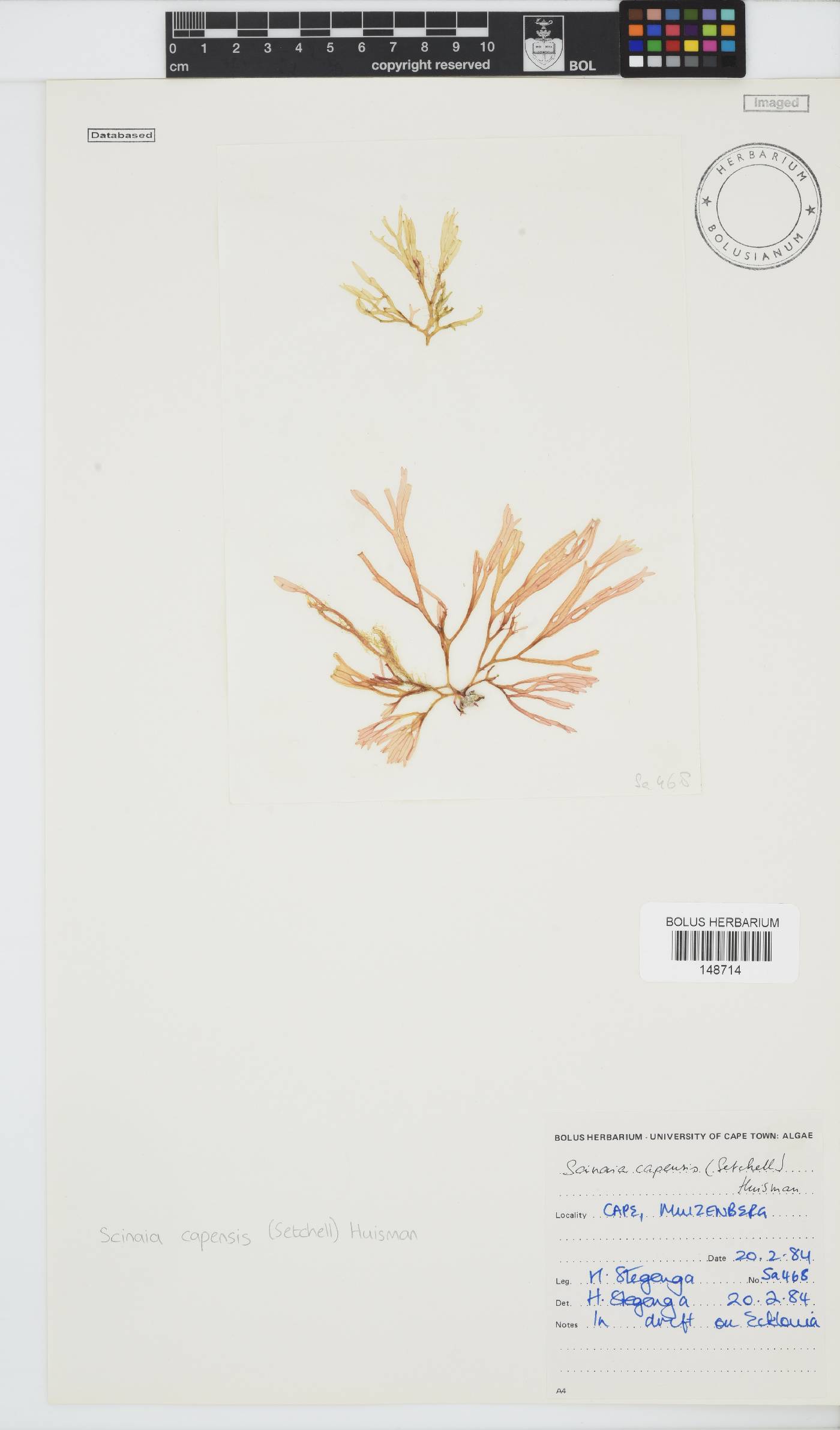Scinaia capensis image