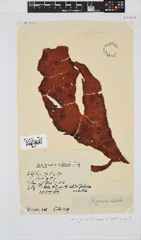 Schizymenia apoda image