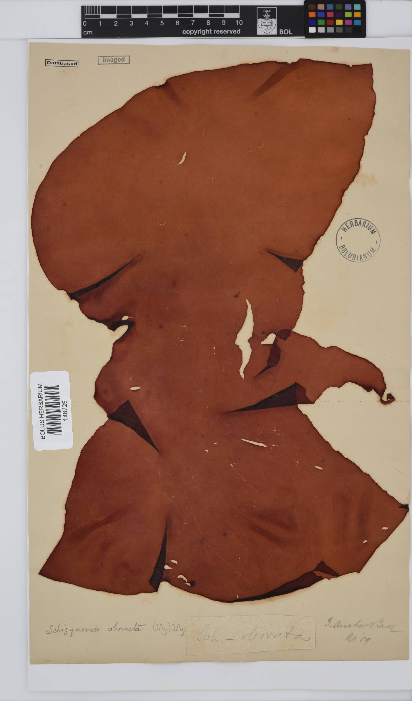 Schizymenia apoda image