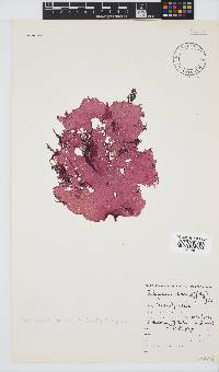 Schizymenia apoda image