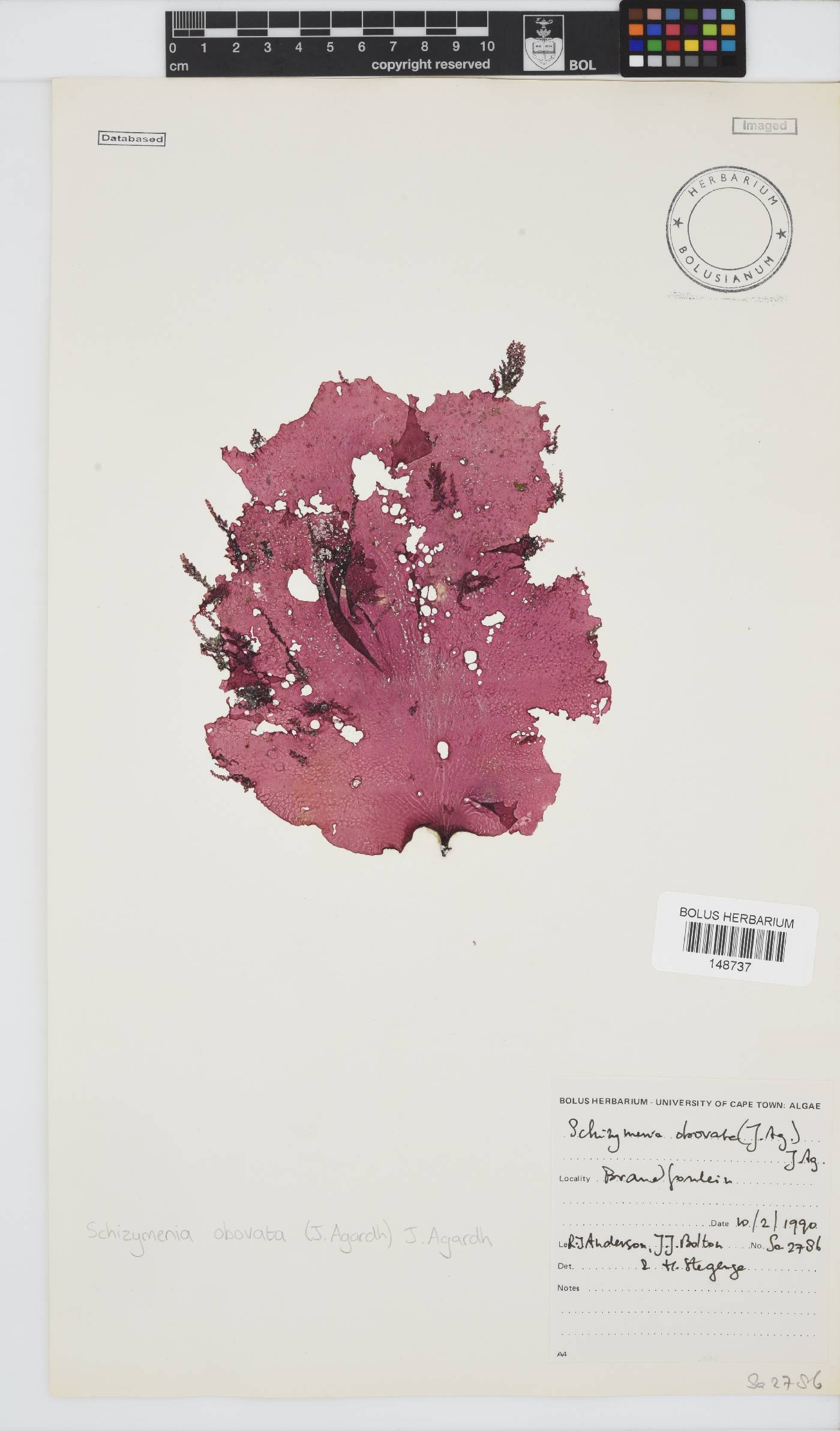 Schizymenia image
