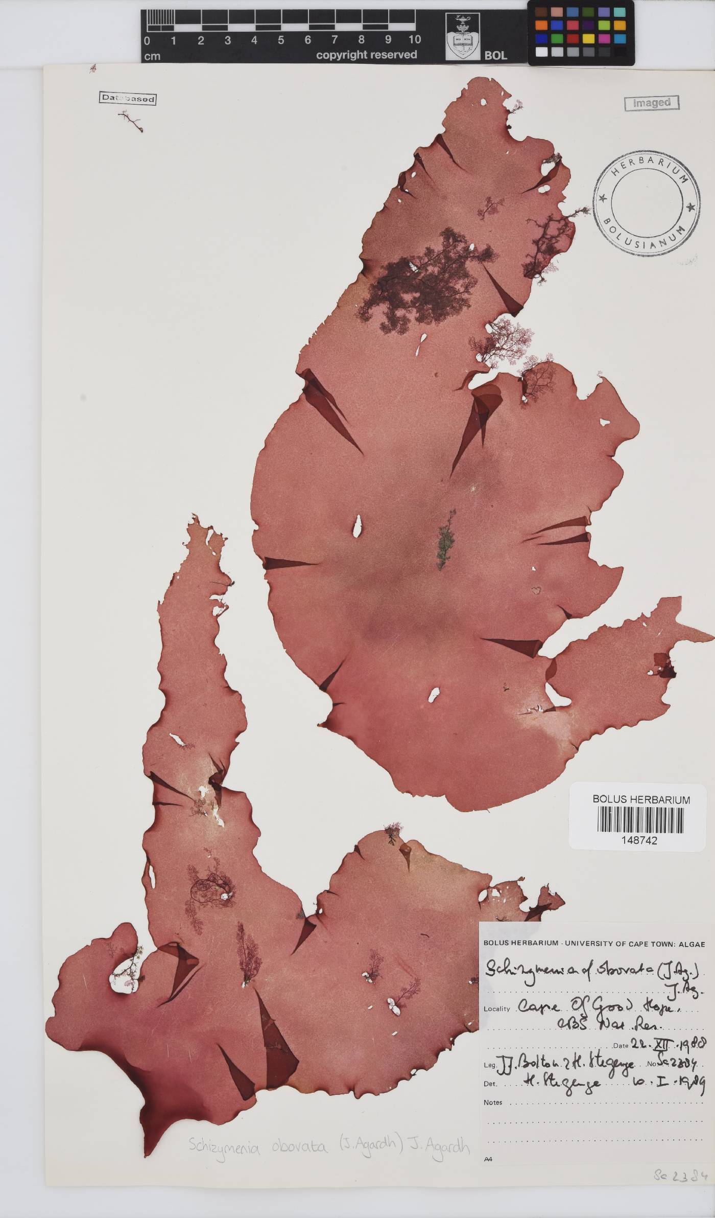 Schizymenia apoda image