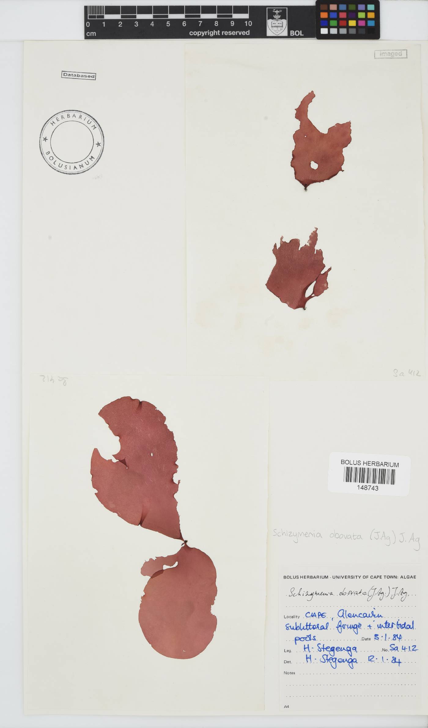 Schizymenia apoda image