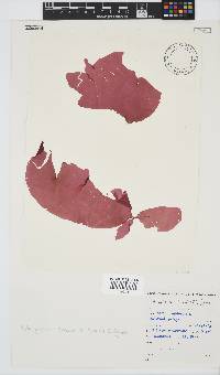 Schizymenia apoda image