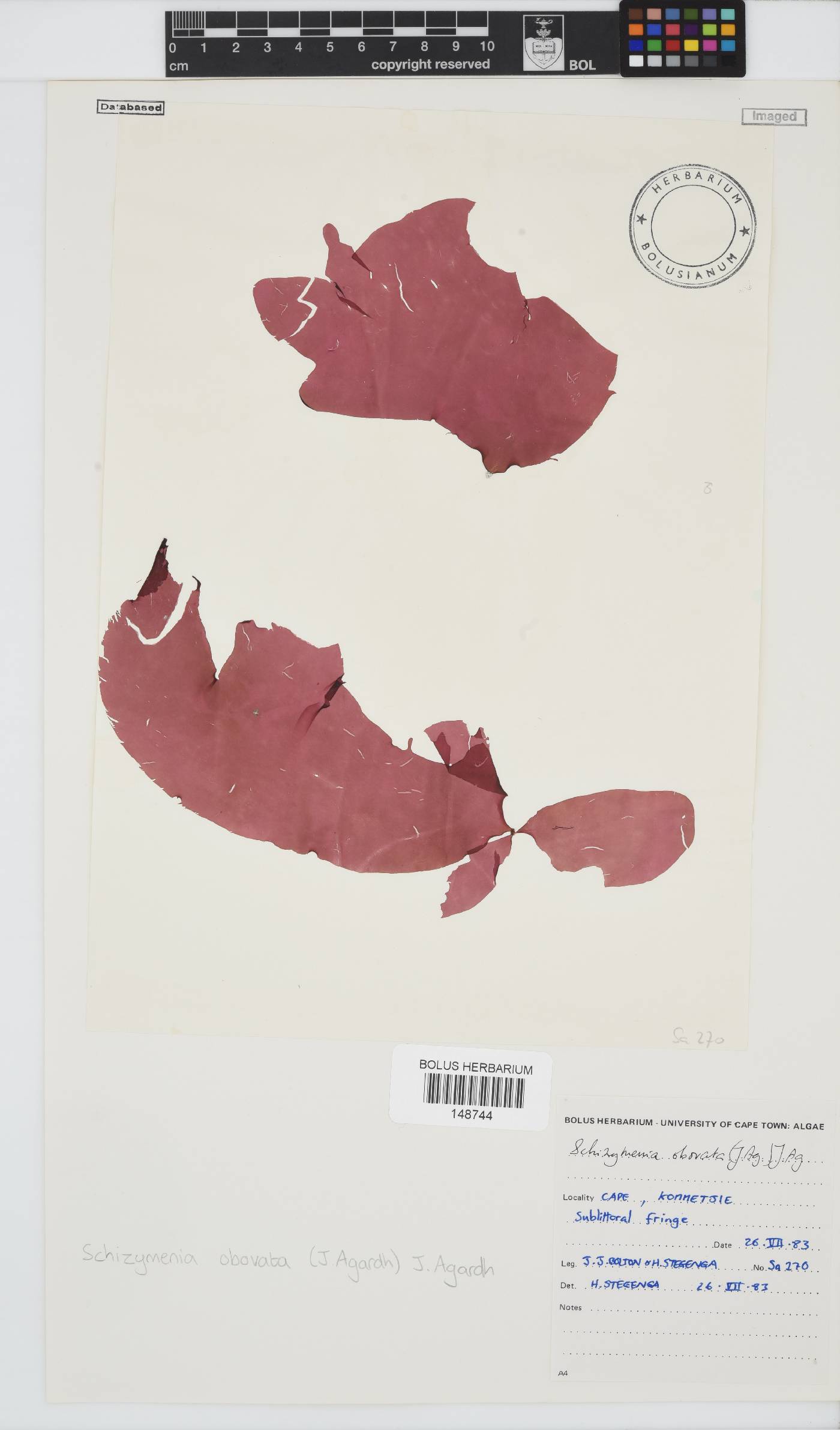 Schizymenia image