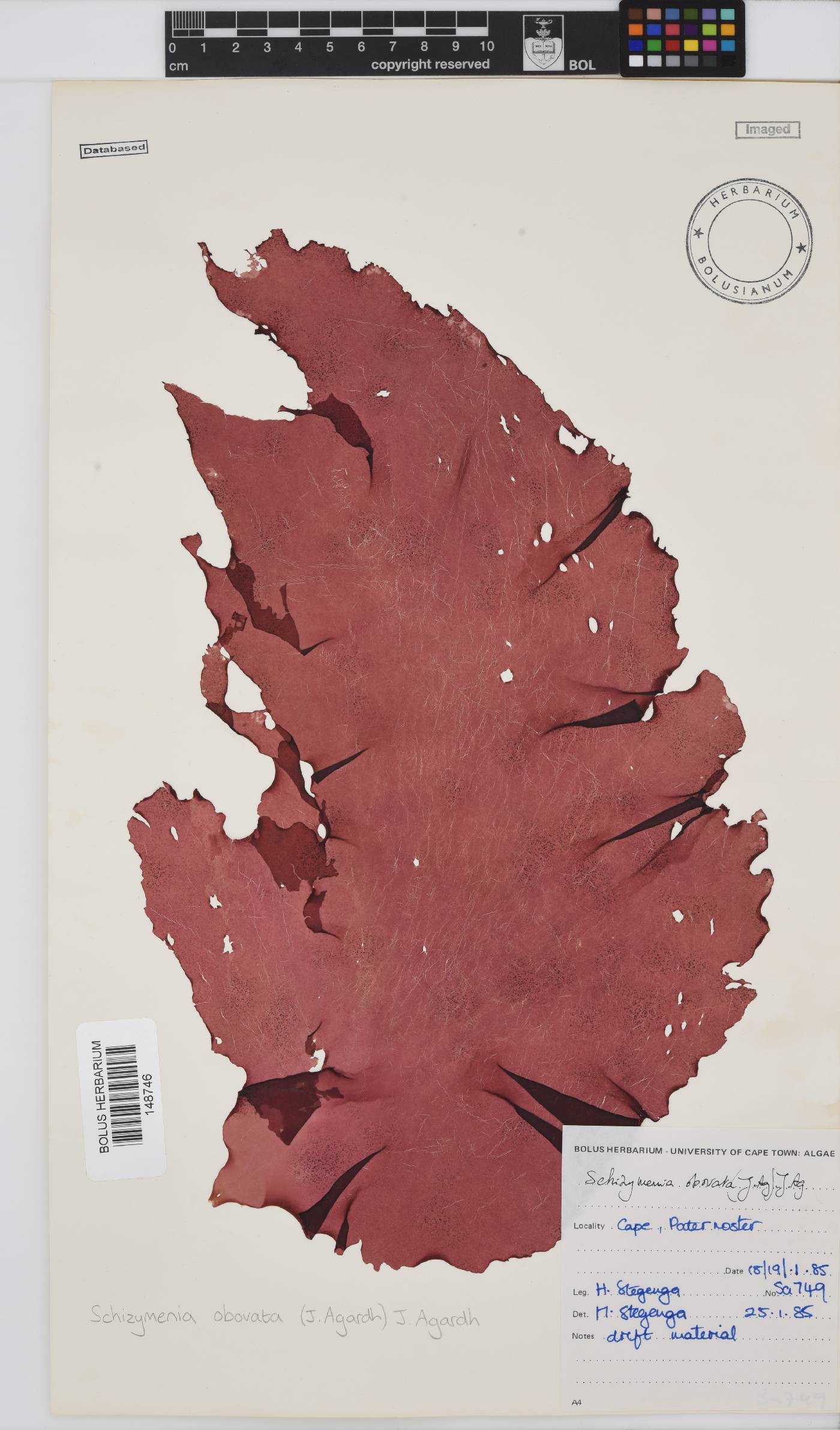 Schizymenia apoda image