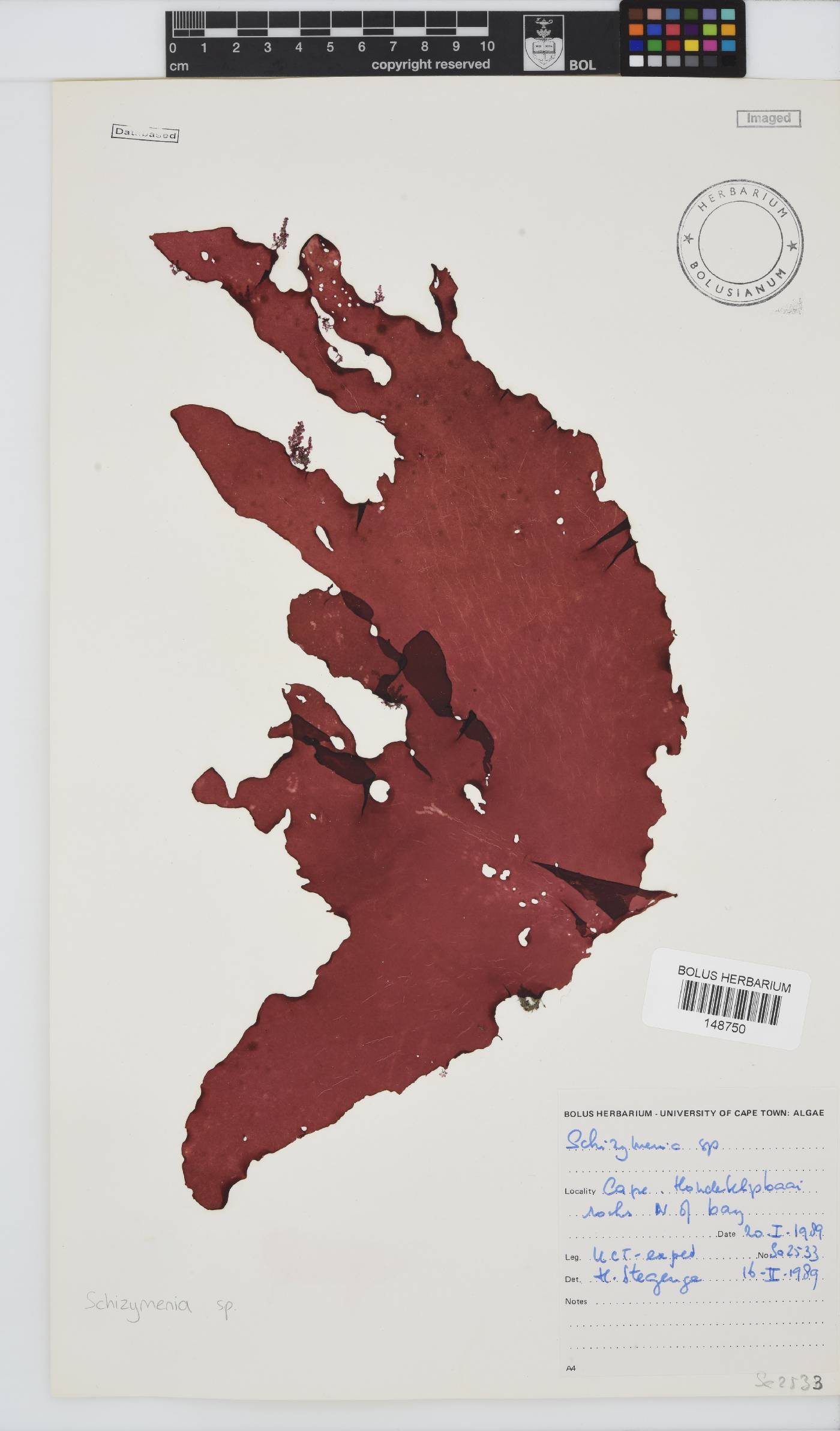 Schizymeniaceae image