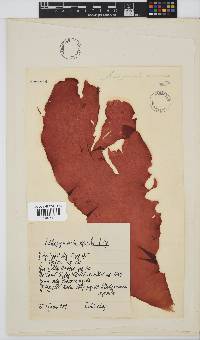 Schizymenia apoda image