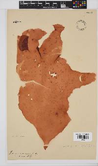 Image of Schizymenia erosa