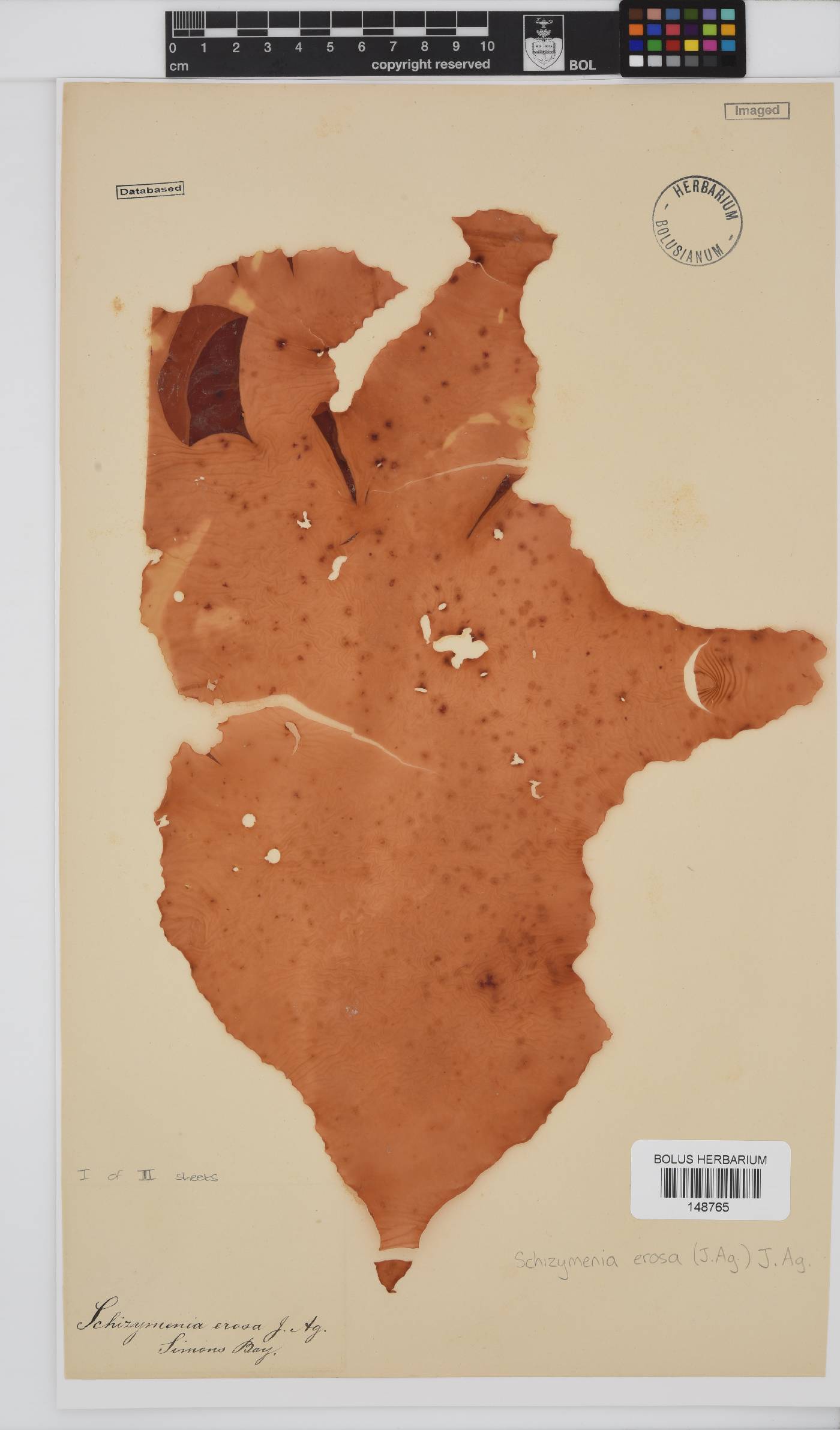 Schizymenia erosa image