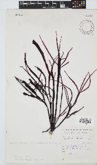 Sarcodia dentata image