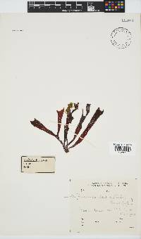 Sarcodia dentata image