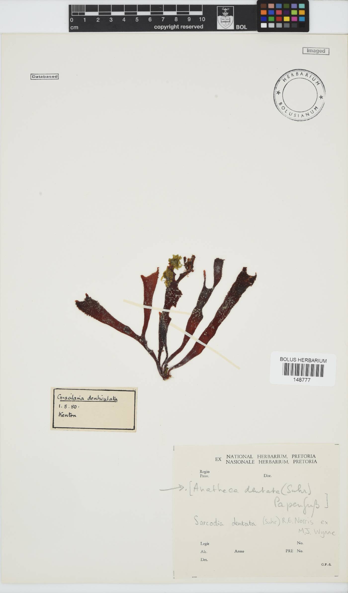 Sarcodia dentata image