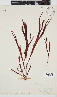 Sarcodia dentata image