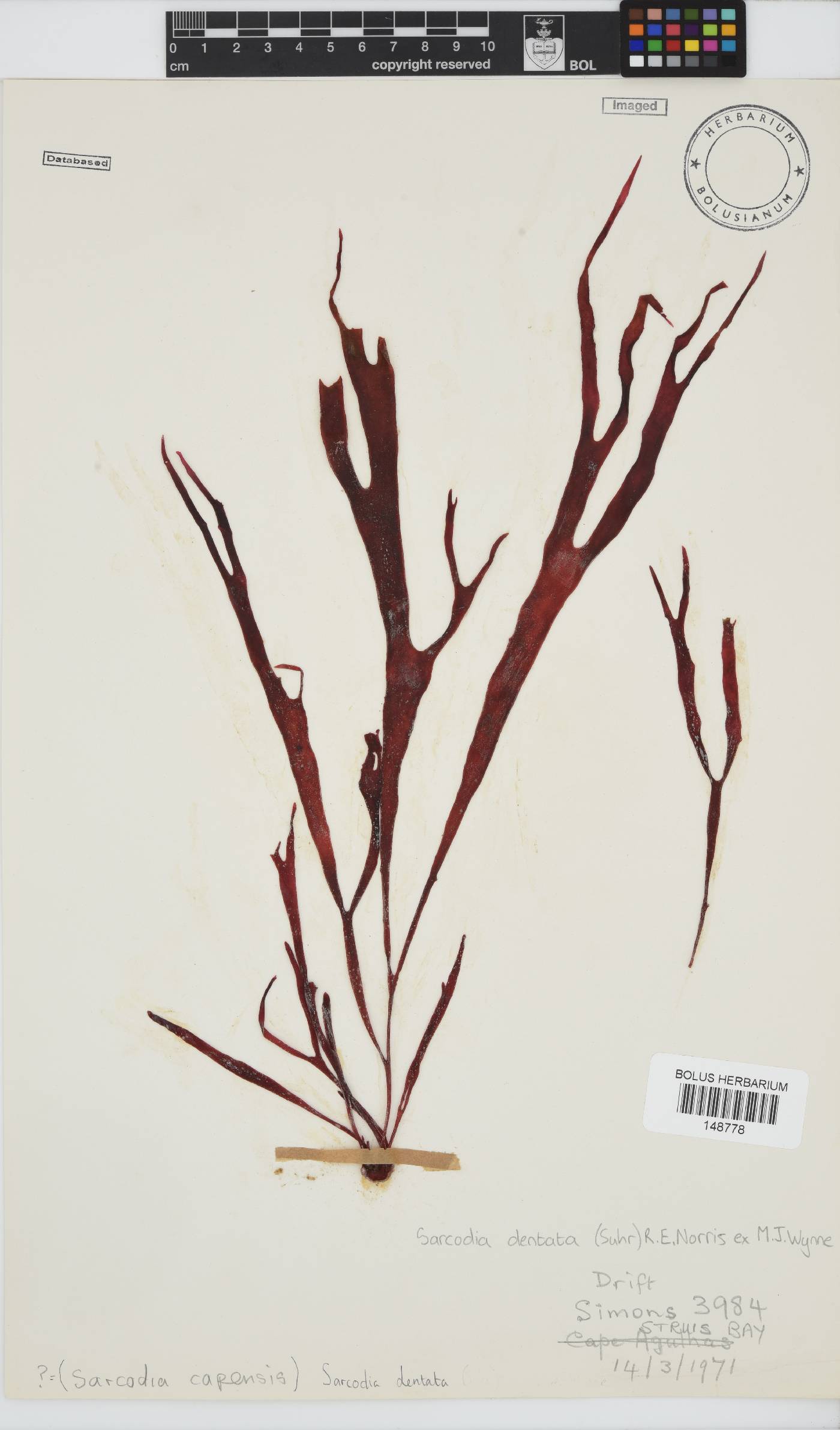 Sarcodiaceae image
