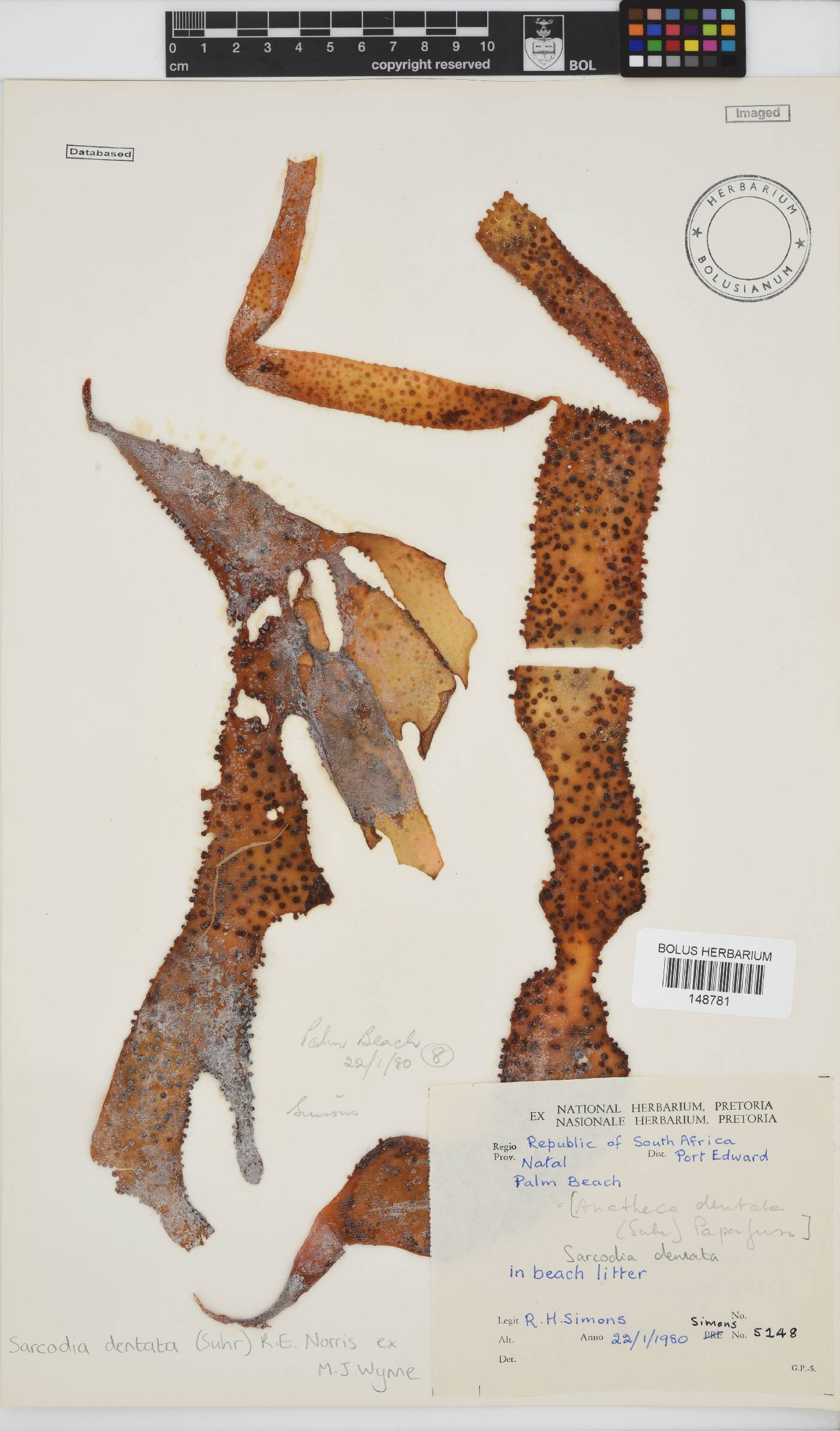 Sarcodia dentata image