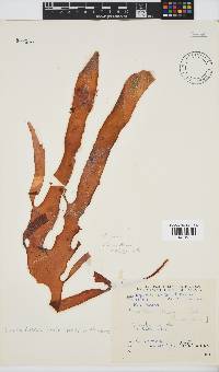 Sarcodia dentata image