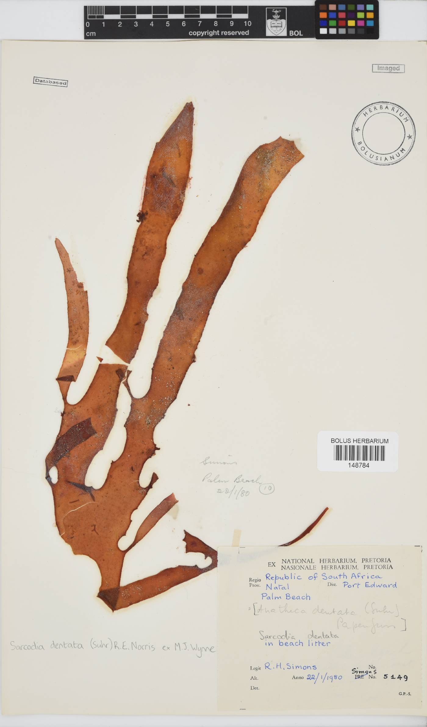 Sarcodia image