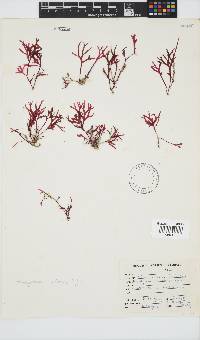 Rhodymenia natalensis image