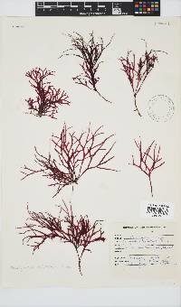 Rhodymenia natalensis image