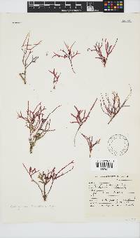 Rhodymenia natalensis image