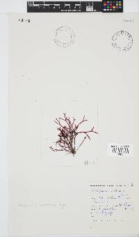 Rhodymenia natalensis image
