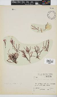 Rhodymenia natalensis image