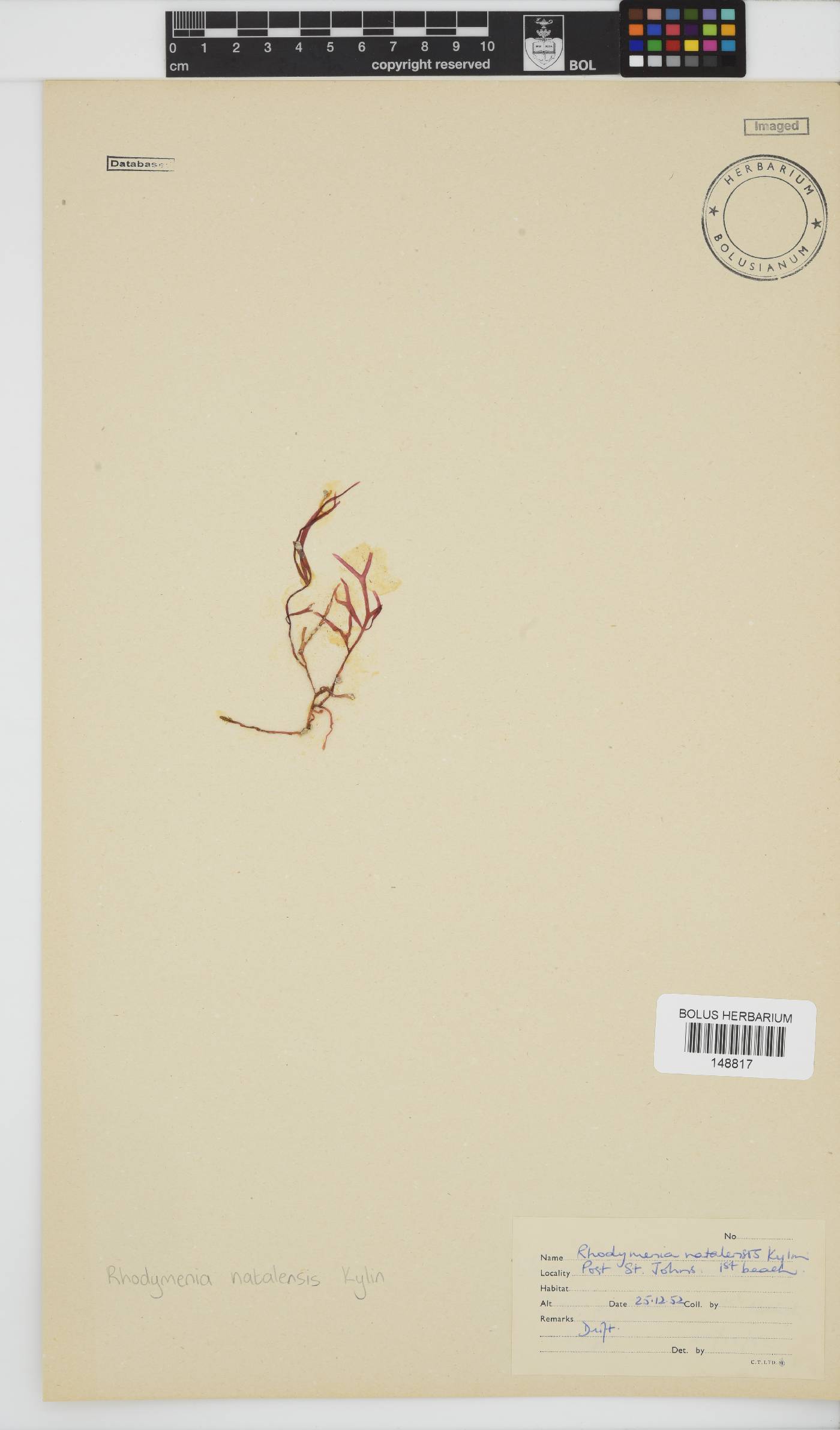 Rhodymenia natalensis image
