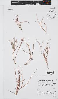 Rhodymenia natalensis image