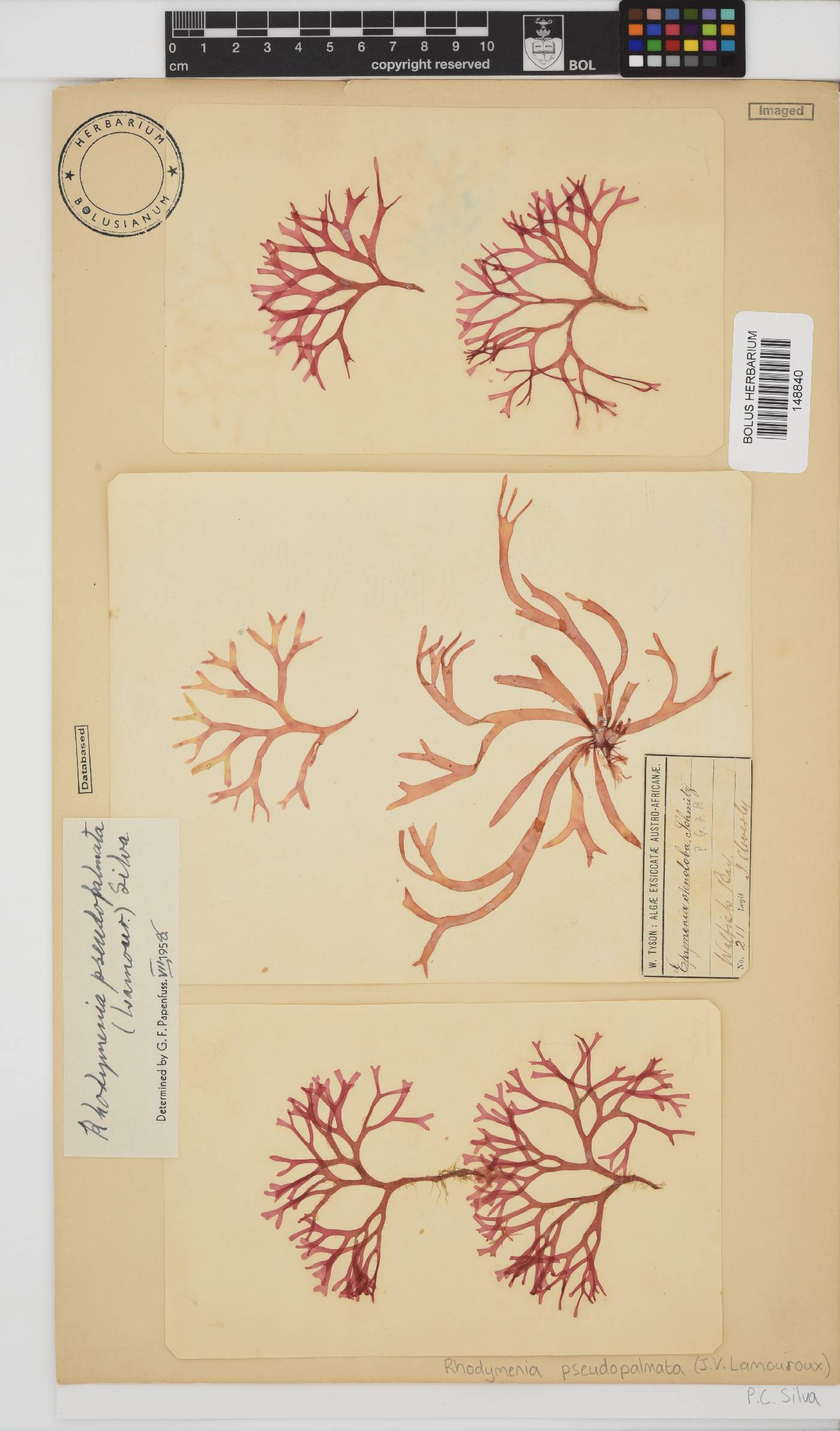 Rhodymenia pseudopalmata image