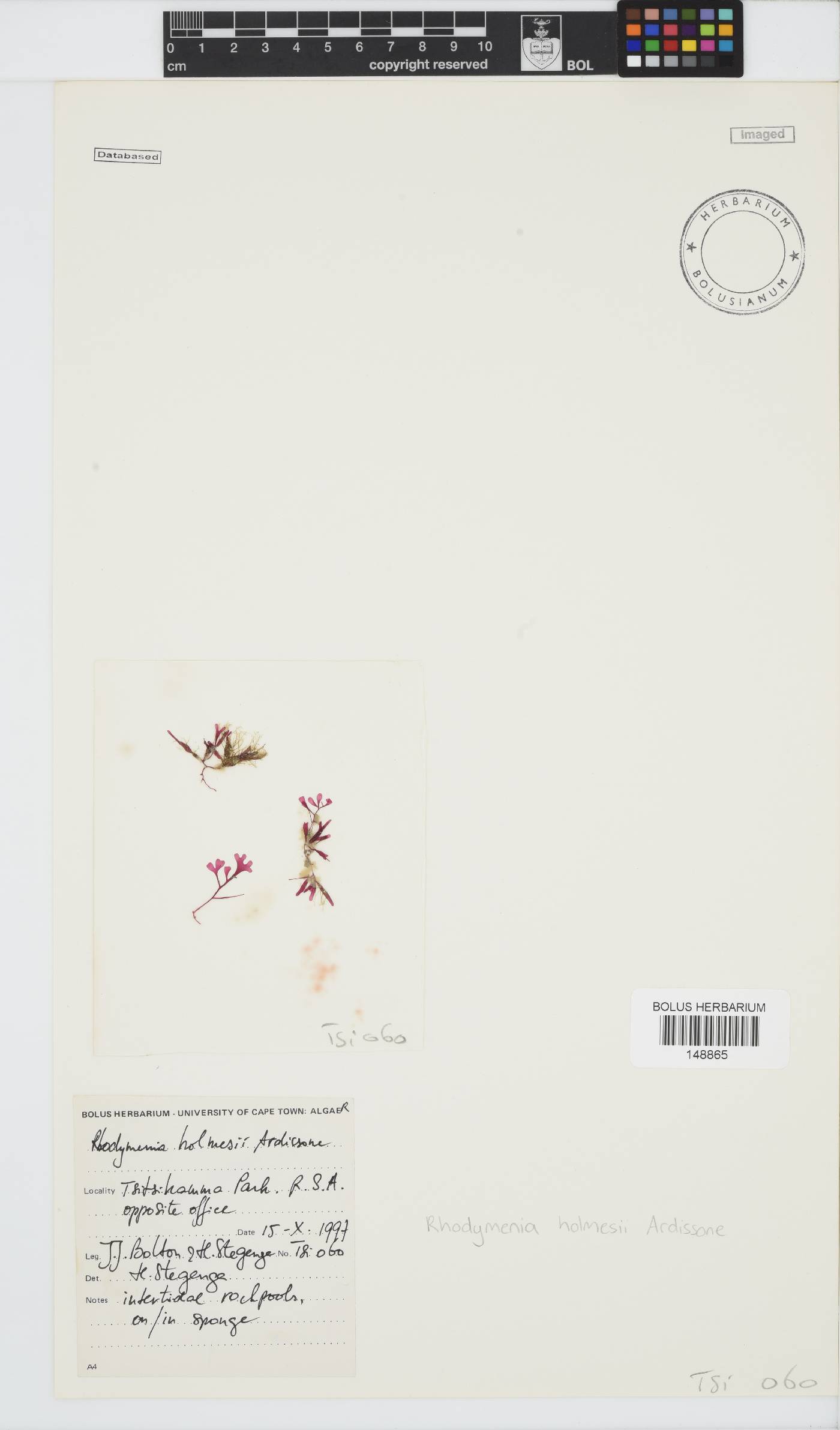 Rhodymenia holmesii image