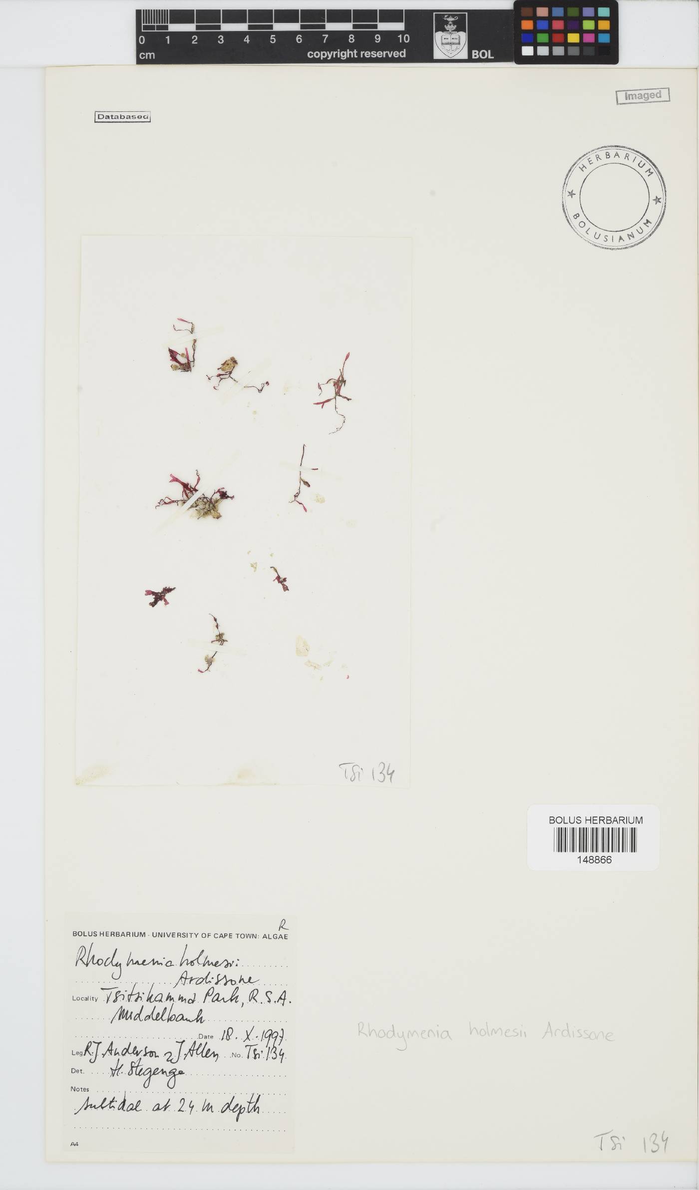 Rhodymenia holmesii image