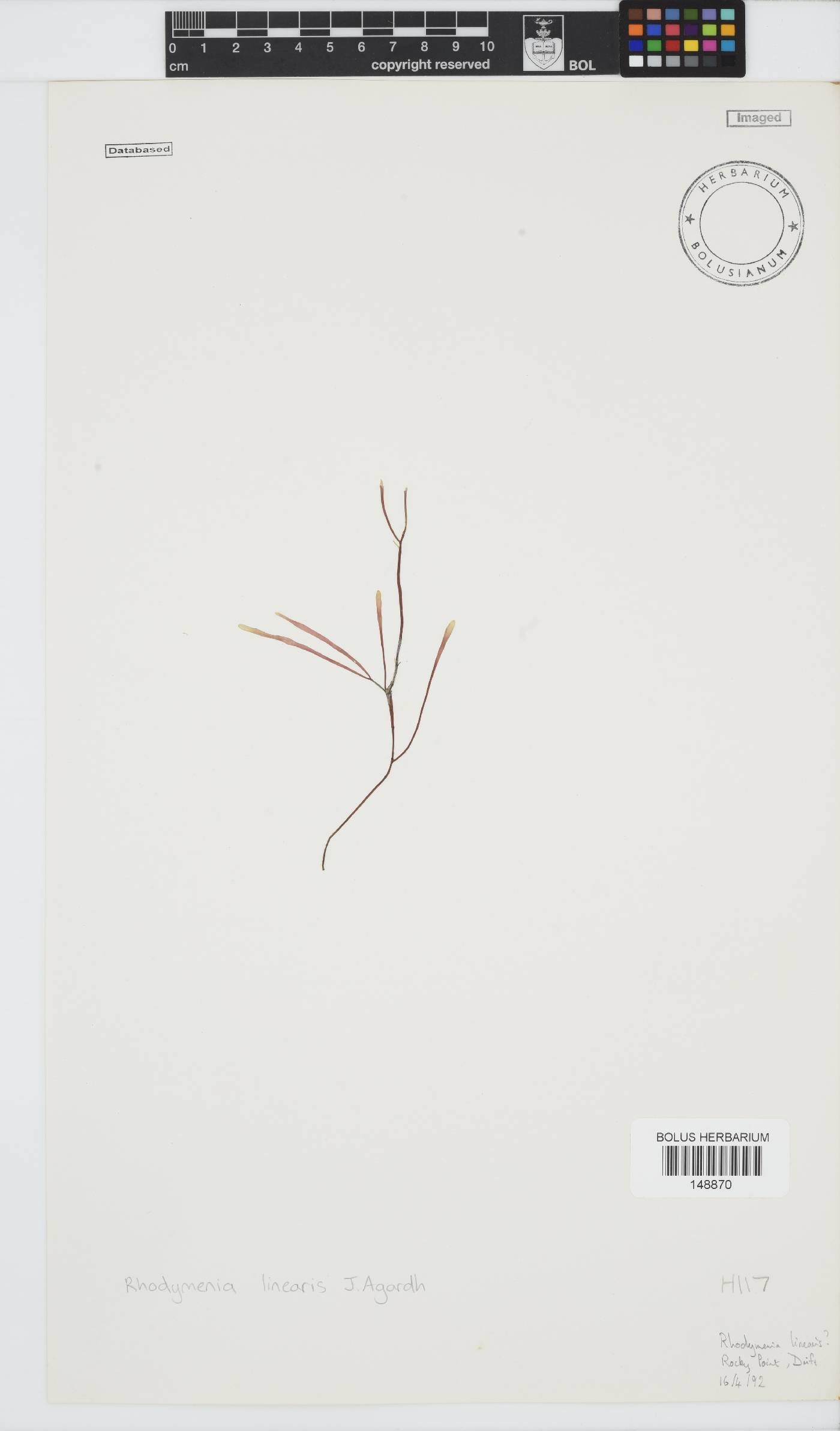 Rhodymenia linearis image