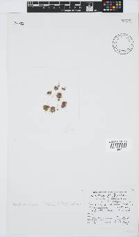 Rhodothamniella floridula image