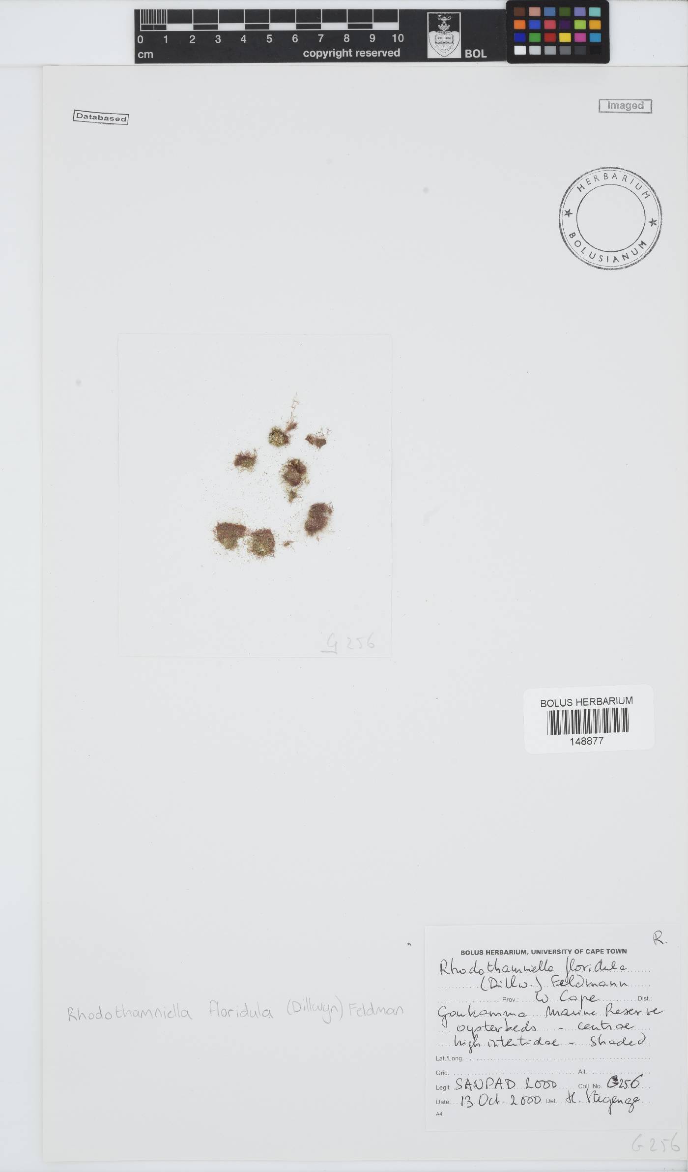 Rhodothamniella floridula image