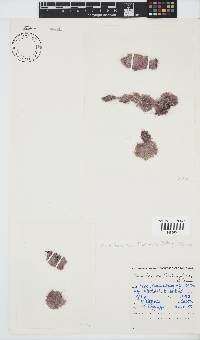 Rhodothamniella floridula image