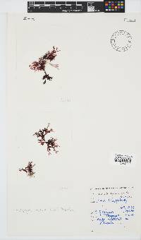 Rhodophyllis reptans image