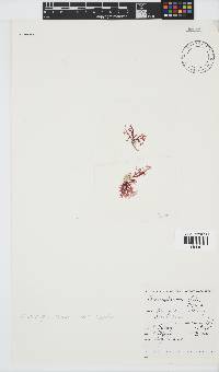 Rhodophyllis reptans image