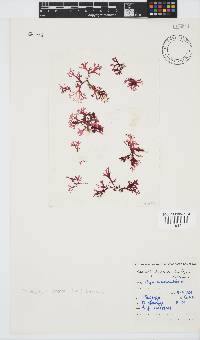 Rhodophyllis reptans image