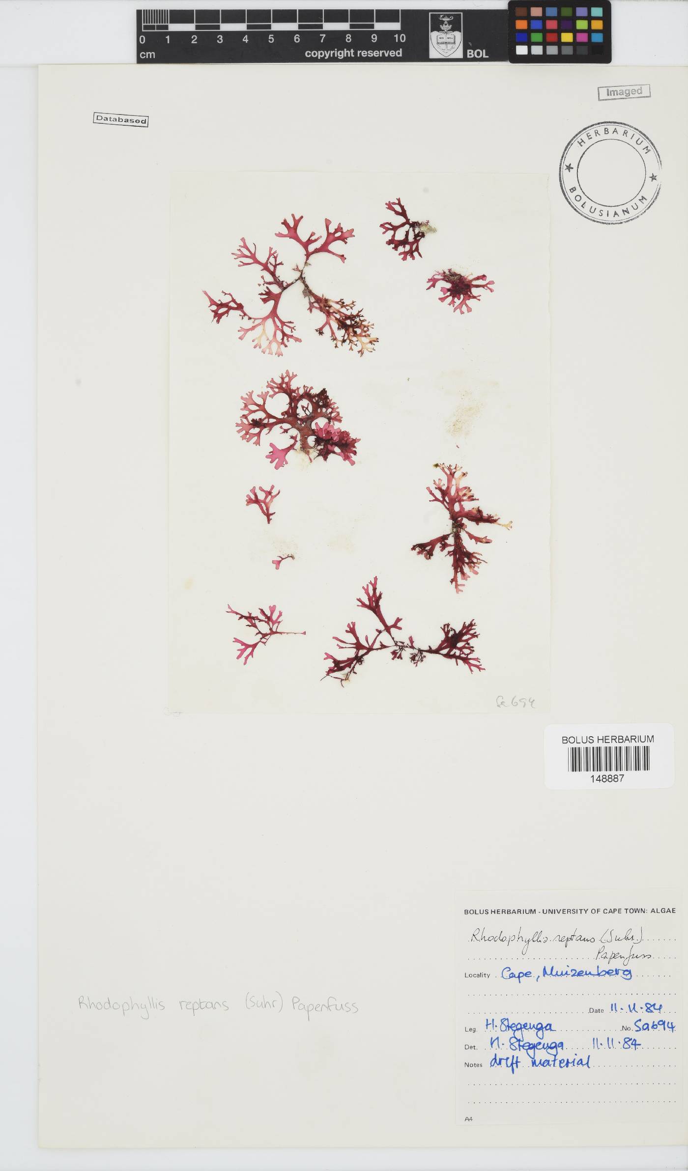 Rhodophyllis image