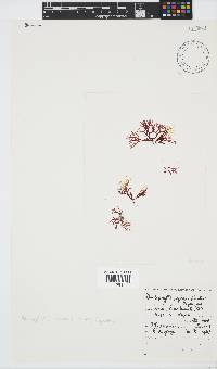 Rhodophyllis reptans image