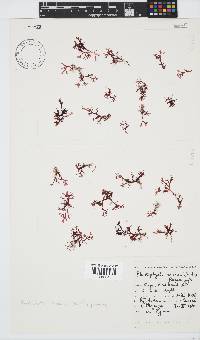 Rhodophyllis reptans image